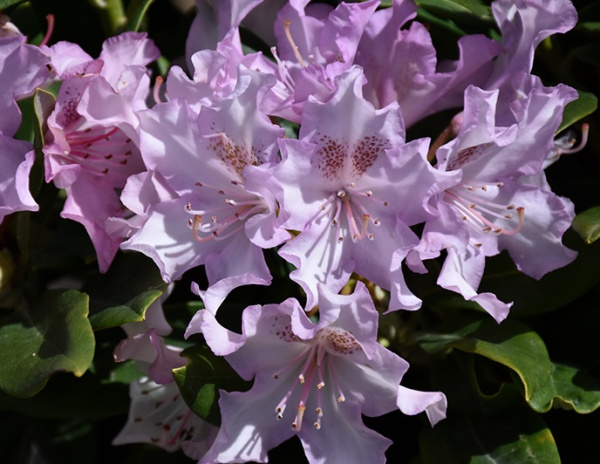 Рододендрон гибридный (Rhododéndron hybrida Pohjola’s Daughter) - C5