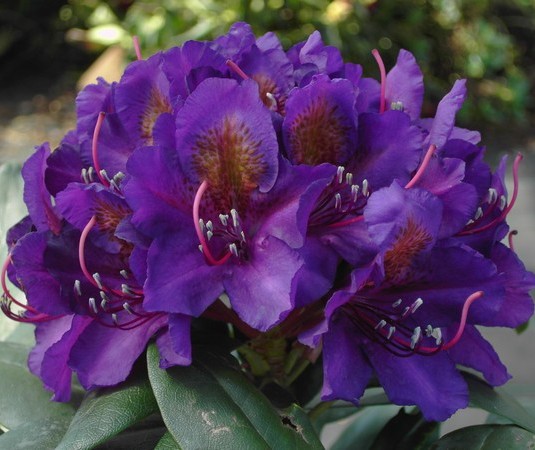 Рододендрон гибридный (Rhododéndron hybrida Marcel Menard) - C5