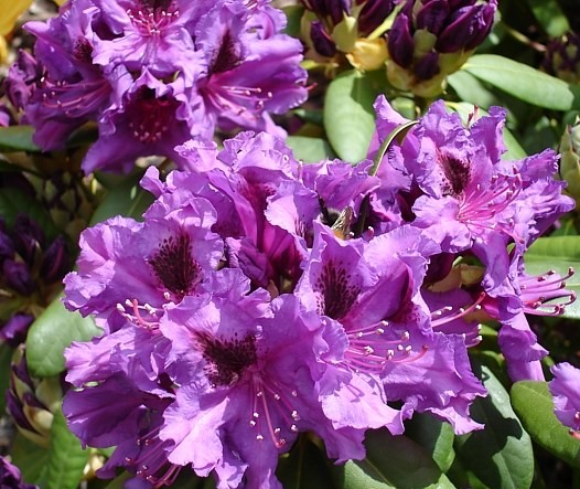 Рододендрон гибридный (Rhododéndron hybrida Purple Splendour) - C5