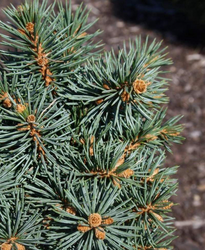 Ель колючая (Picea pungens Charming Chub (syn. Regal Chub) C5 15-20 )