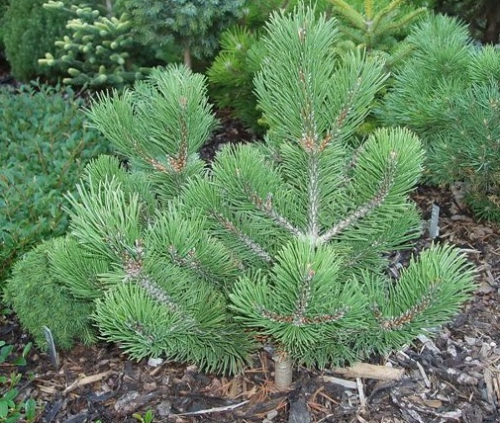 Сосна горная (Pinus mugo March C5 25-30 )