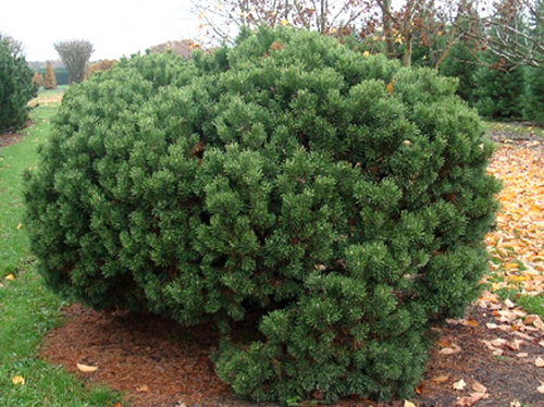 Сосна горная (Pinus mugo Mops C5 20-30 )