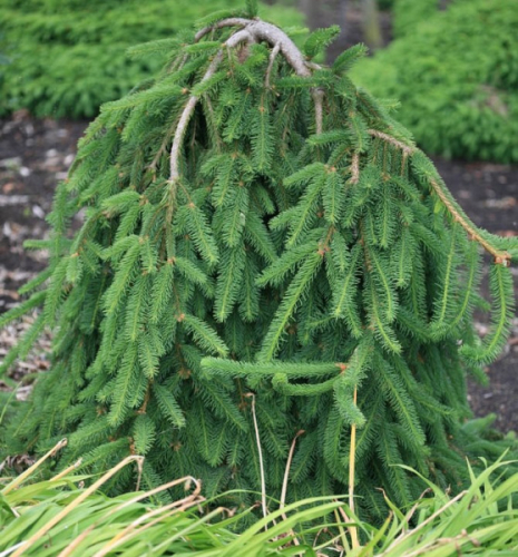 Ель обыкновенная (Picea abies Inversa C2  РА 60-70)