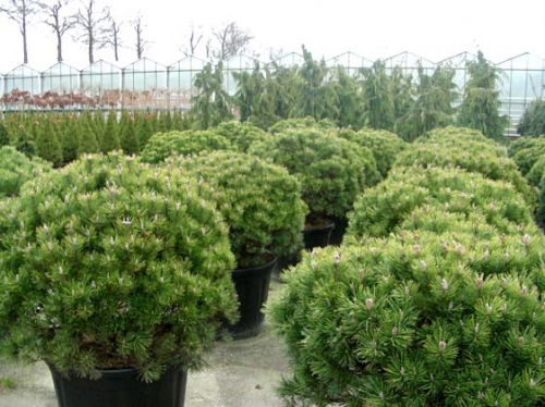 Сосна горная (Pinus mugo Mops C5 20-30 )