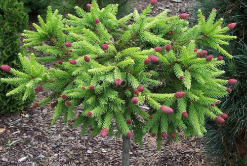 Ель обыкновенная (Picea abies Pusch (syn. Acrocona Nana, Acrozwerg) C5  PA 70-80)