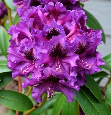 Рододендрон гибридный (Rhododéndron hybrida Purple Splendour) - C5