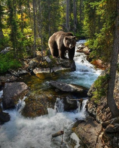 Картина по номерам 40х50 - Медведь у реки