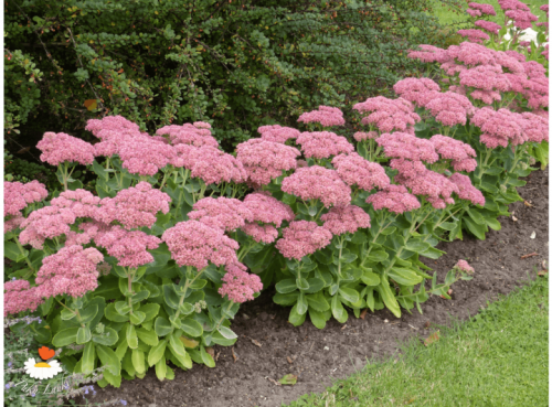 Седум видный (розовый). Нет