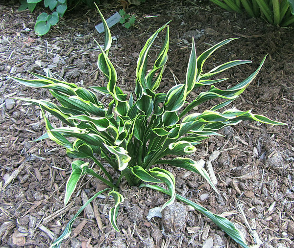 Хоста гибридная Хэндс Ап Hands Up