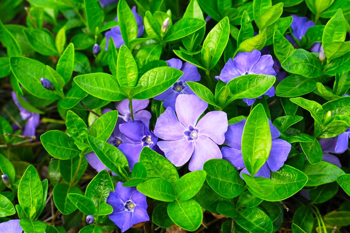 Барвинок малый (Vinca Minor)