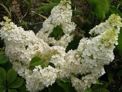 Гортензия метельчатая Мэджикал мунлайт Magical Moonlight