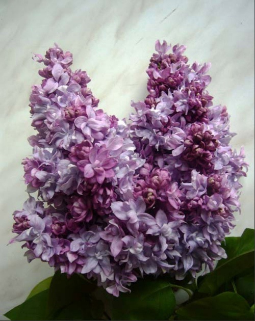 Сирень обыкновенная Маршал Малиновский