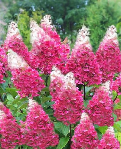 Гортензия метельчатая Пинки Винки Pinky Winky