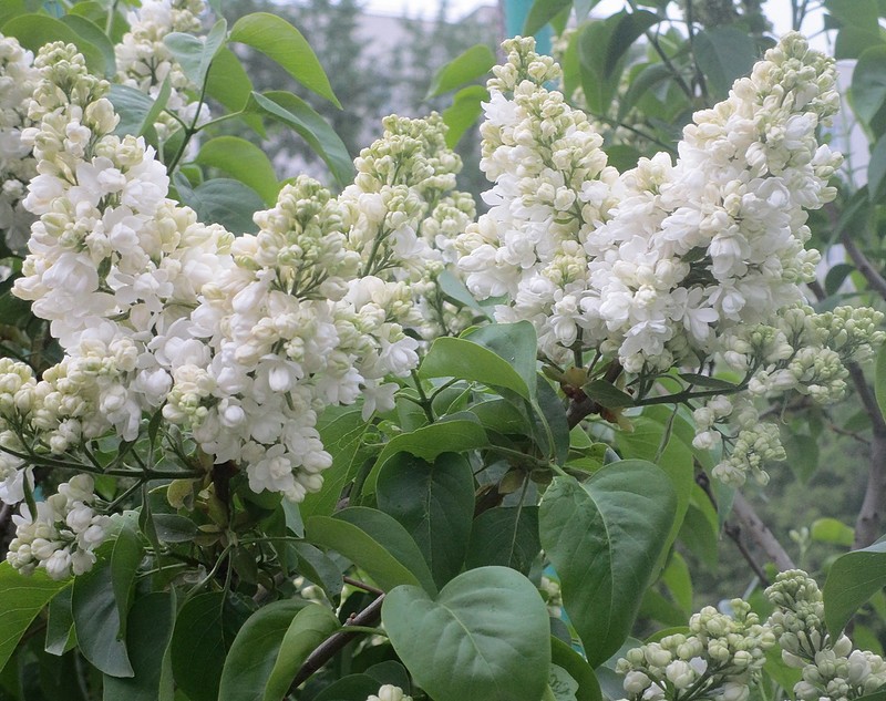 Сирень обыкновенная Советская Арктика