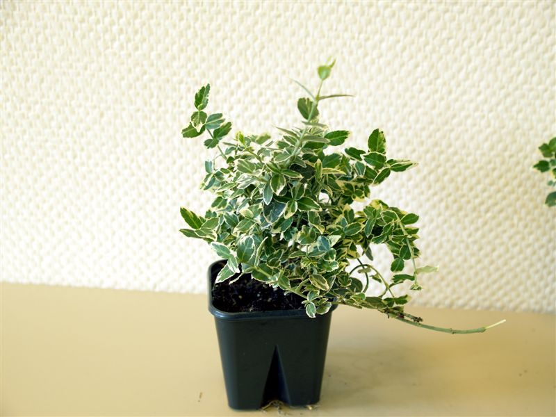 Бересклет форчуна Эмеральд Гаети