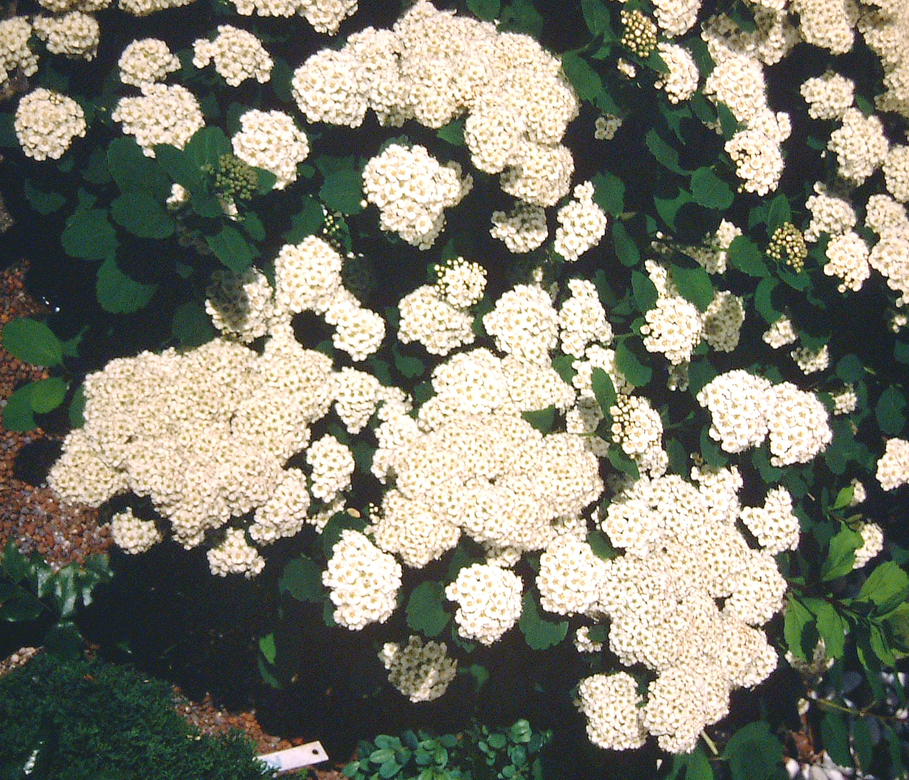 Спирея березолистная Spiraea betulifolia Tor Gold