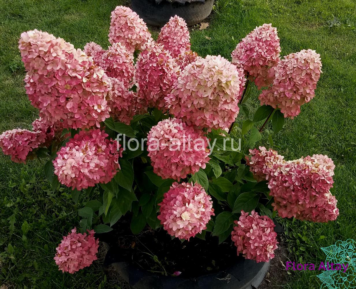 Гортензия метельчатая (Hydrangea paniculata Magical Candle=Bokraflame ...