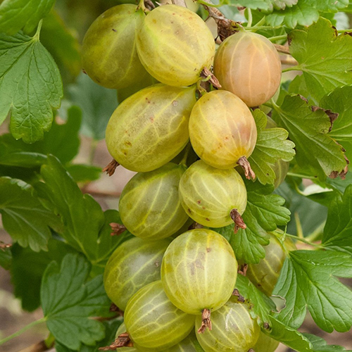 Крыжовник мускатный фото