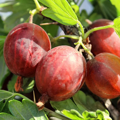 Крыжовник Юбиляр