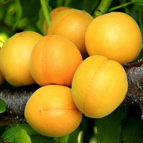 Абрикос Царский