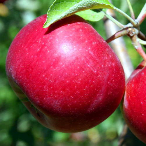 Яблоня
на семенном подвое Красное раннее