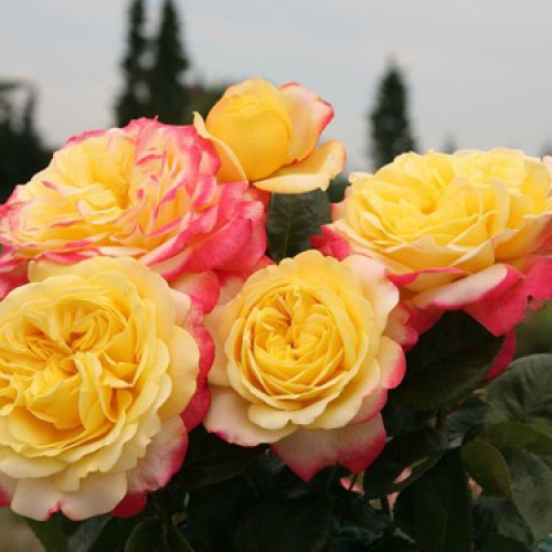 NEW  Роза чайно-гибридная Kordes’ Jubilee