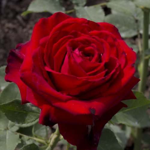 NEW  Роза чайно-гибридная Lovely Red