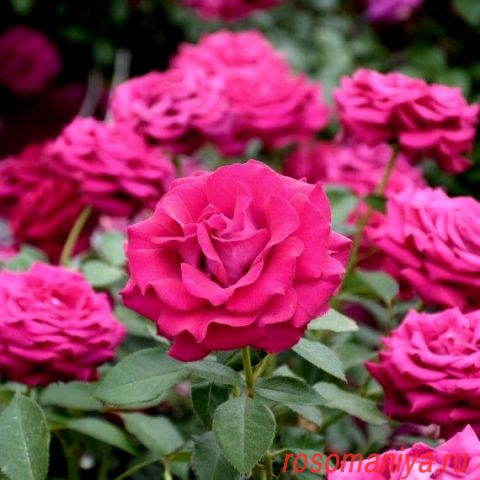 NEW  Роза чайно-гибридная Barone Edmond de Rothschild