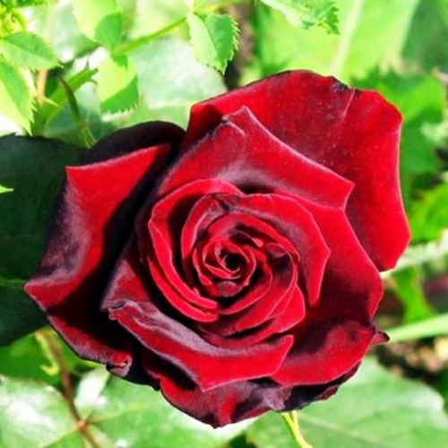 NEW  Роза чайно-гибридная Claret