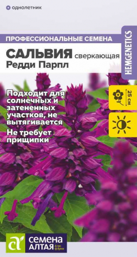 Цветы Сальвия Редди Парпл сверкающая/Сем Алт/цп 5 шт. ГОЛЛАНДИЯ