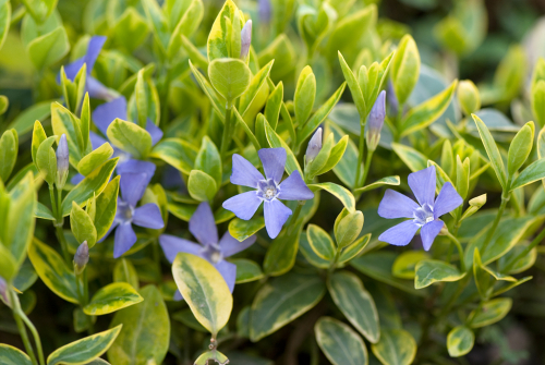 Барвинок вариегатный Aureovariegata желтая кайма