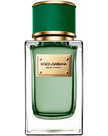 Dolce and Gabbana Velvet Cypress