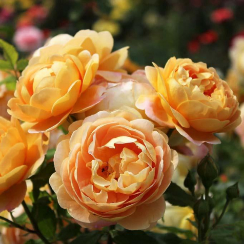 NEW Роза английская кустовая Golden Celebration