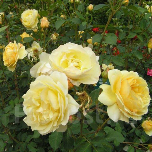 NEW Роза плетистая Golden Elegance