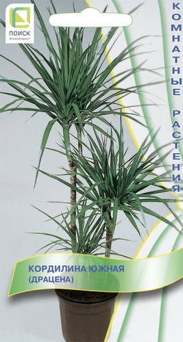 Цветы Кордилина южная (Драцена) 5 шт ц/п Поиск (комн.)