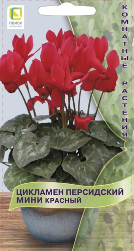 Цветы Цикламен перс. мини Красный 2 шт ц/п Поиск (комн.)