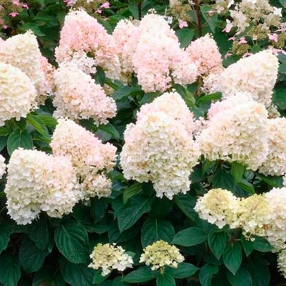 Гортензия метельчатая Свит Саммер штамб 70