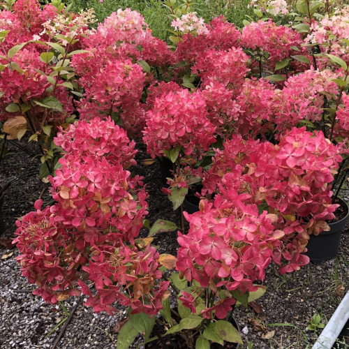 Гортензия метельчатая Петит Стар