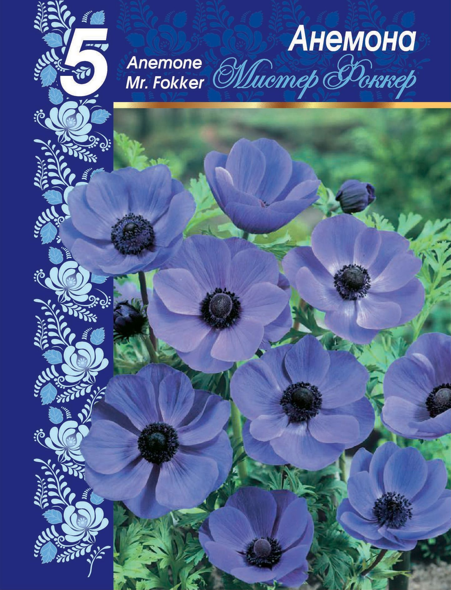 Анемона Мистер Фоккер