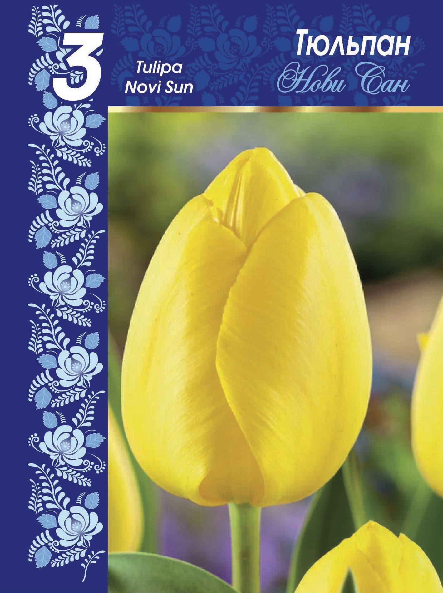 Тюльпаны Дарвиновы Гибриды Нови Сан