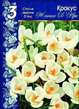 Крокус крупноцветковый Жанна Дарк