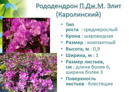 рододендрон каролинский