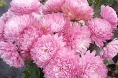 Хризантема корейская Перламутровая