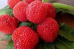 Земляничная малина (розолин)