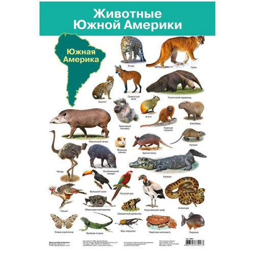 Плакат Животные Южной Америки 2882. в Нижнем Новгороде