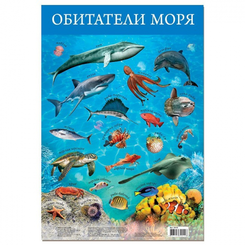 Плакат Обитатели моря 3410. в Нижнем Новгороде