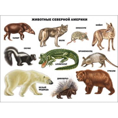 Плакат Животные Северной Америки 978-5-378-07781-6 в Нижнем Новгороде