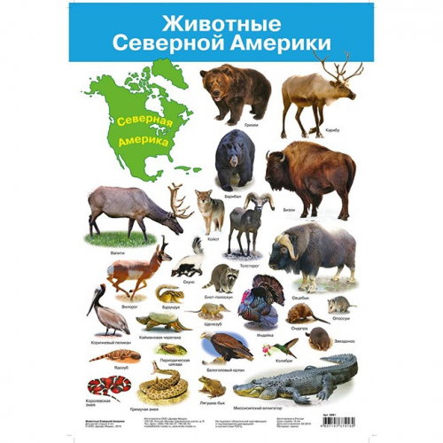 Плакат Животные Северной Америки 2881. в Нижнем Новгороде