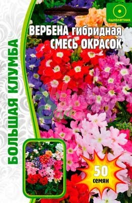 Цветы Вербена Гибридная смесь (50 шт) ЭКЗОТИКА
