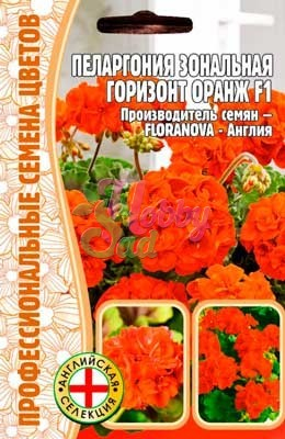 Цветы Пеларгония Горизонт Оранж F1 зональная (3 шт) ЭКЗОТИКА
